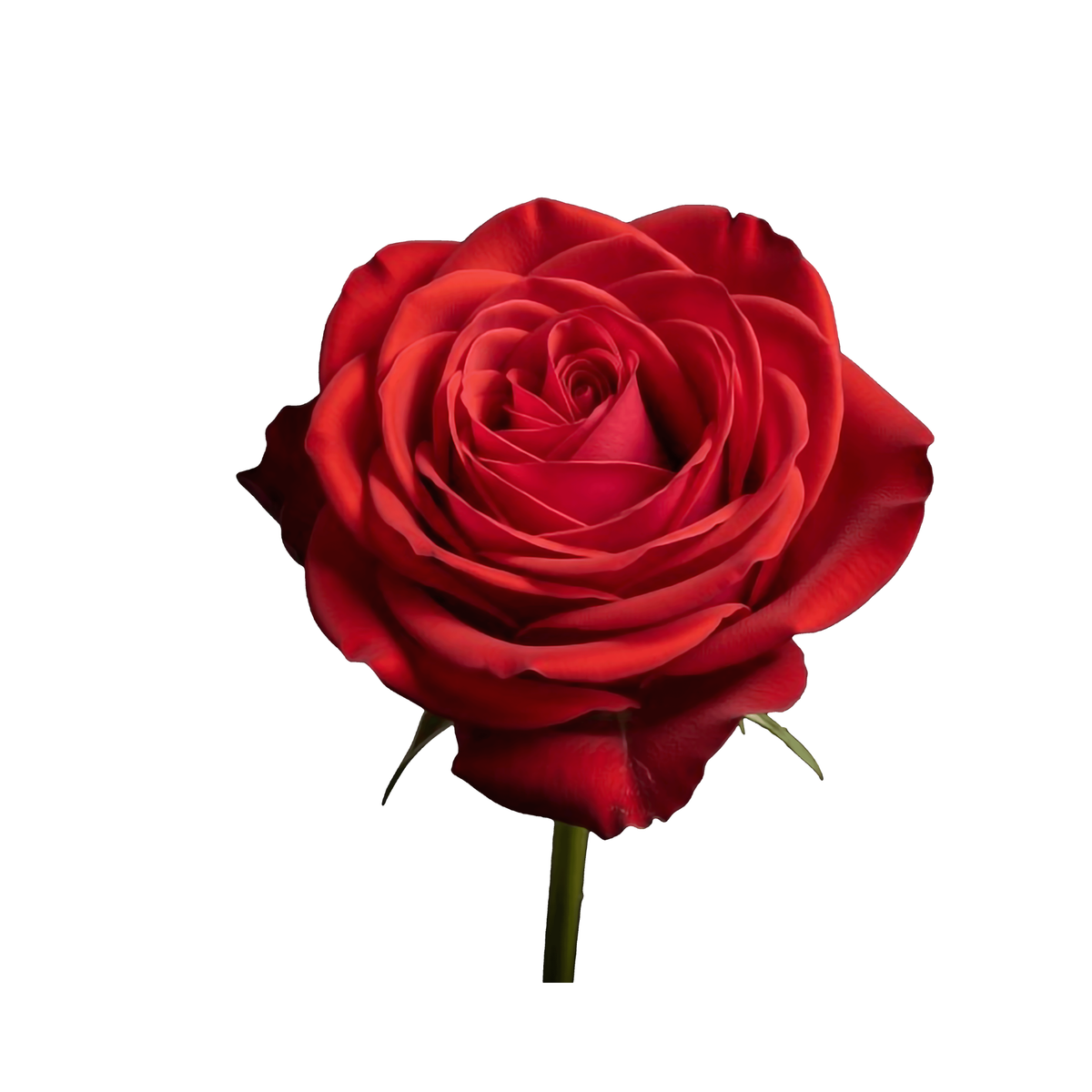 VELVET ROSE