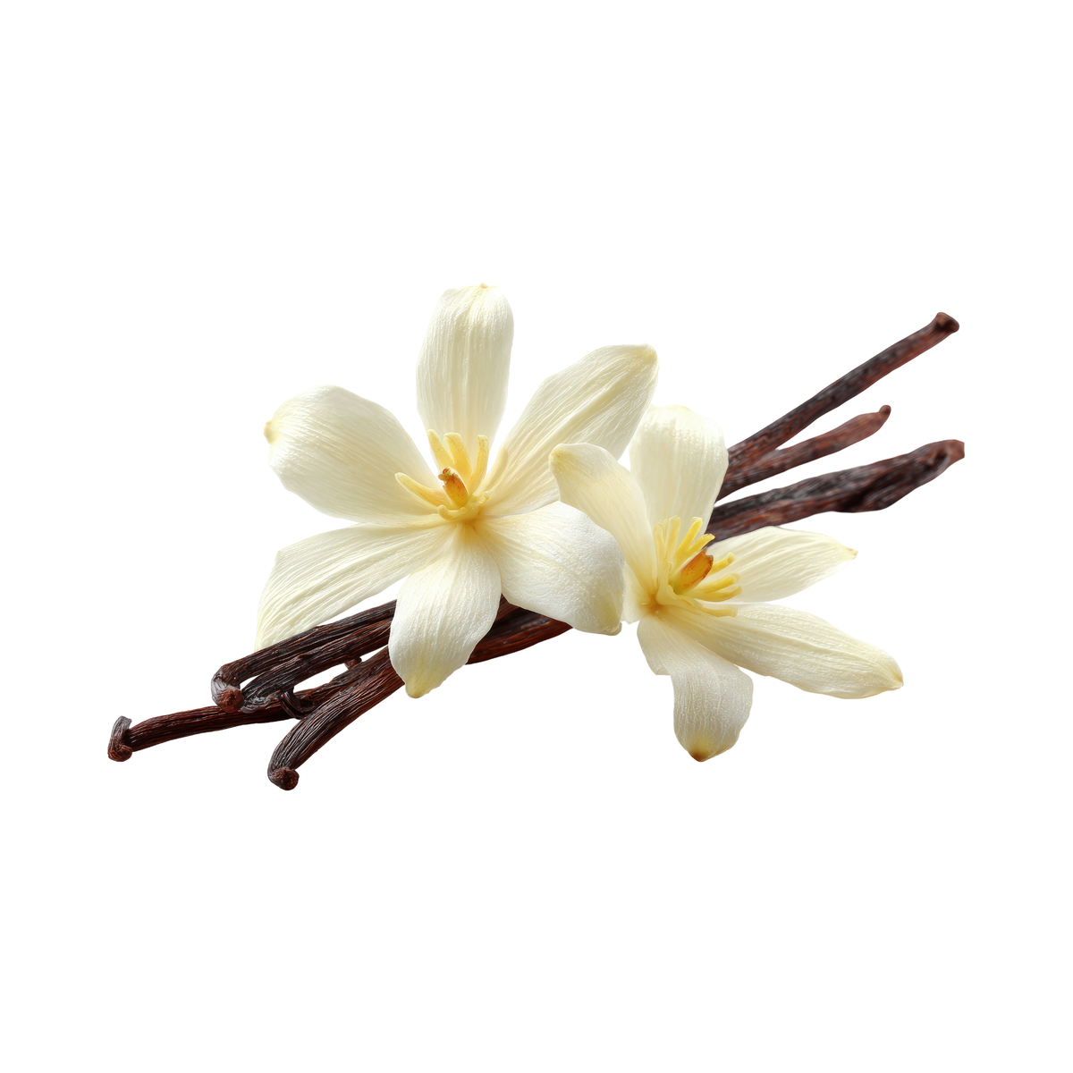 Vanilla